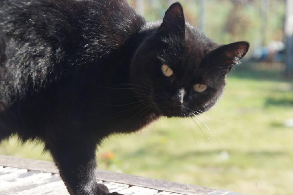 Vakantiewoning Het Olietunnetje Ovezande エクステリア 写真